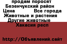 продам поросят .Безенчукский район  › Цена ­ 2 500 - Все города Животные и растения » Другие животные   . Хакасия респ.